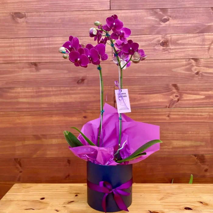floricultura perto de mim, orquídea